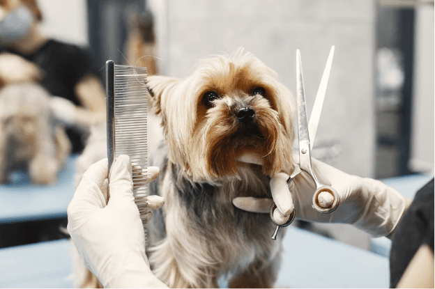 Как правильно ухаживать за шерстью у собак и для чего это нужно